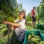 Làm Farm Năm Ở Canada Là Gì